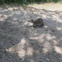 Franklin's Ground Squirrel thumbnail 2