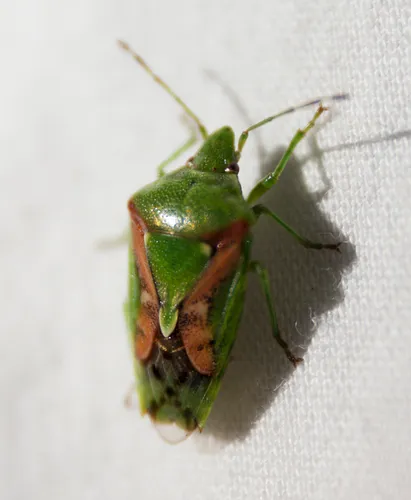 Juniper Shield Bug