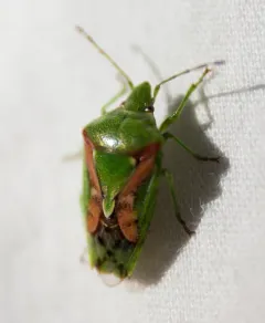Juniper Shield Bug thumbnail 1