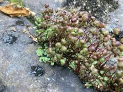 Delicate Starwort thumbnail 2