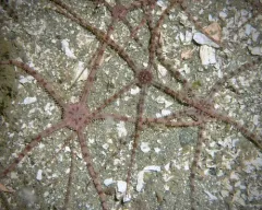 grey brittle star thumbnail 4