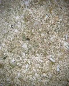 Speckled Sanddab thumbnail 4
