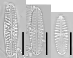 Hippodonta hungarica thumbnail 1