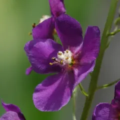 Purple Mullein thumbnail 4