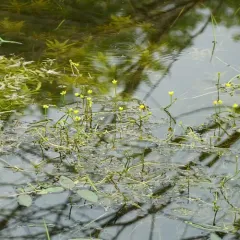 yellow water-crowfoot thumbnail 2