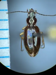 Iridescent Riverbank Ground Beetle thumbnail 2
