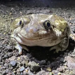 Great Basin Spadefoot thumbnail 2