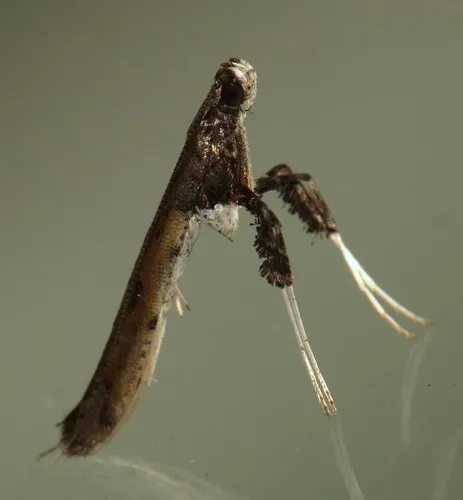 Sassafras Caloptilia Moth