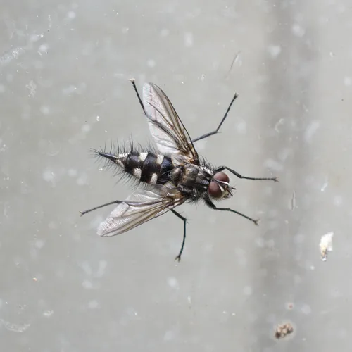 Uramya halisidotae