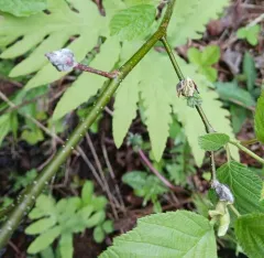 Dasineura serrulatae thumbnail 2