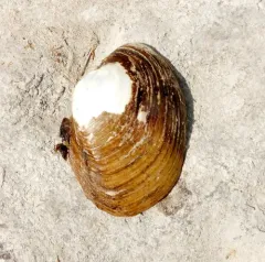 Wavyrayed Lampmussel thumbnail 4