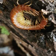 Thorn-tailed Bark Centipede thumbnail 2