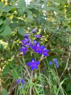 Willamette Valley larkspur thumbnail 3