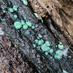 Turquoise Elfcup thumbnail 4