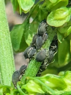 Dock Aphid thumbnail 2