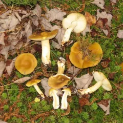 Tricholoma fumosoluteum thumbnail 2