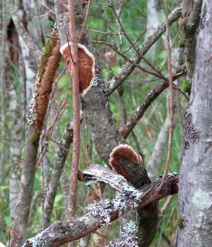 Glue Crust Fungus