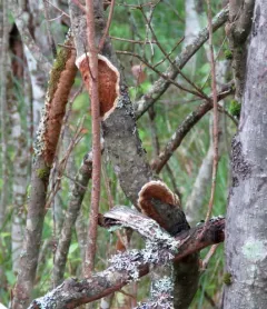 Glue Crust Fungus thumbnail 1