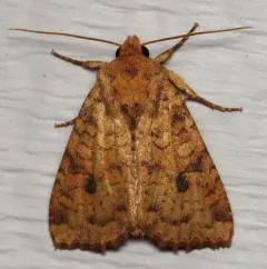 Yellow Three-Spot thumbnail 1
