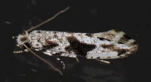 Black-patched Nemapogon