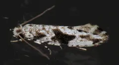 Black-patched Nemapogon thumbnail 1