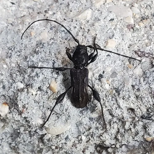 Elm Bark Borer