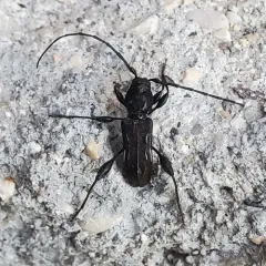 Elm Bark Borer thumbnail 1