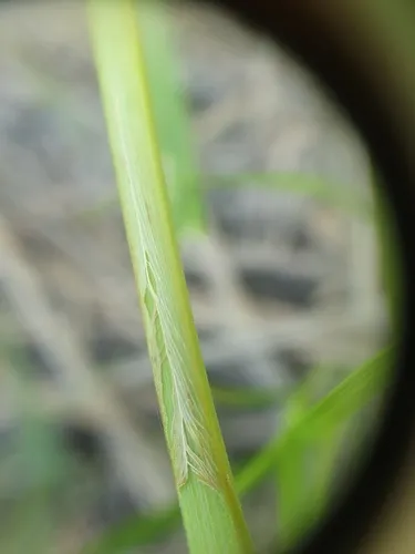 Smooth-cone Sedge