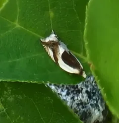 Half-oval Leaffolder Moth thumbnail 4