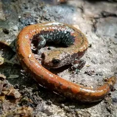 Oregon Slender Salamander thumbnail 4