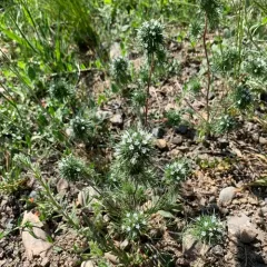 needleleaf navarretia thumbnail 2