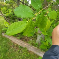 Wych Elm thumbnail 1