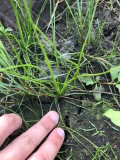 Blackfoot quillwort thumbnail 1