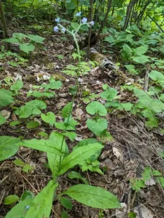 Northern Wild Comfrey thumbnail 3