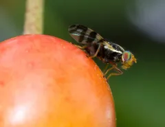 Western Cherry Fruit Fly thumbnail 2