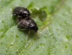 Tuber Flea Beetle thumbnail 4