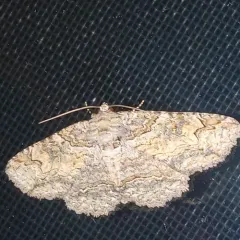 Maple Zale Moth thumbnail 3