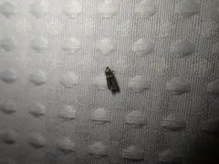 Pigritia fidella thumbnail 1