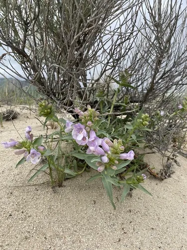 Blowout beardtongue