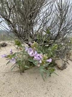 Blowout beardtongue thumbnail 1