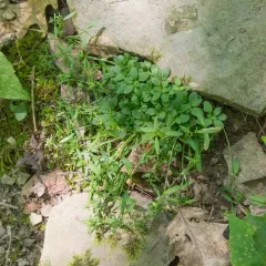 Canadian Summer Bluet thumbnail 3