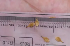 Eastern Straw Sedge thumbnail 2