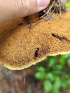 Oxyporus occipitalis thumbnail 2