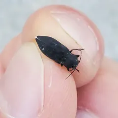 Black Fire Beetle thumbnail 2