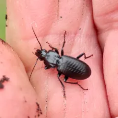 Pterostichus algidus thumbnail 4