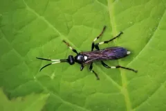 Ichneumon feriens thumbnail 3