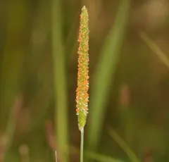 short-awn foxtail thumbnail 1