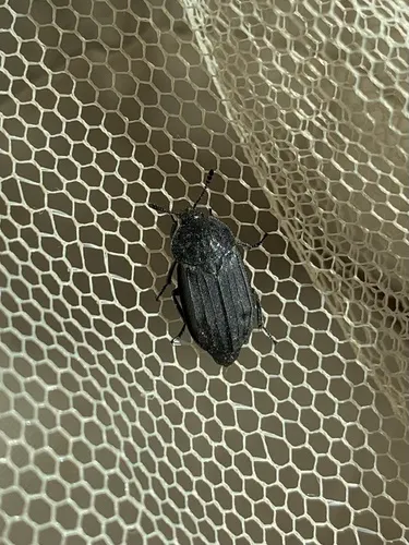 Thanatophilus sagax