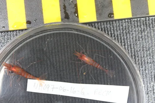 Alaska Coastal Shrimp