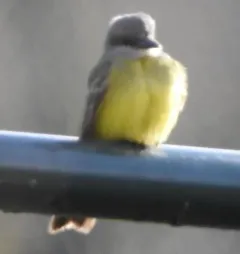Tropical Kingbird thumbnail 2